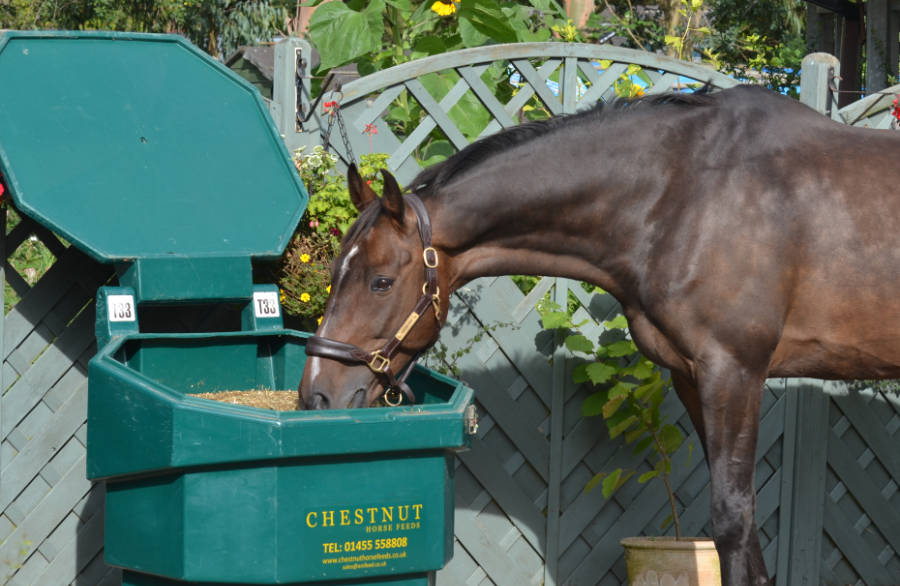 Chestnut Horse Feeds Natural Horse Feeds Bulk Bins AVailable
