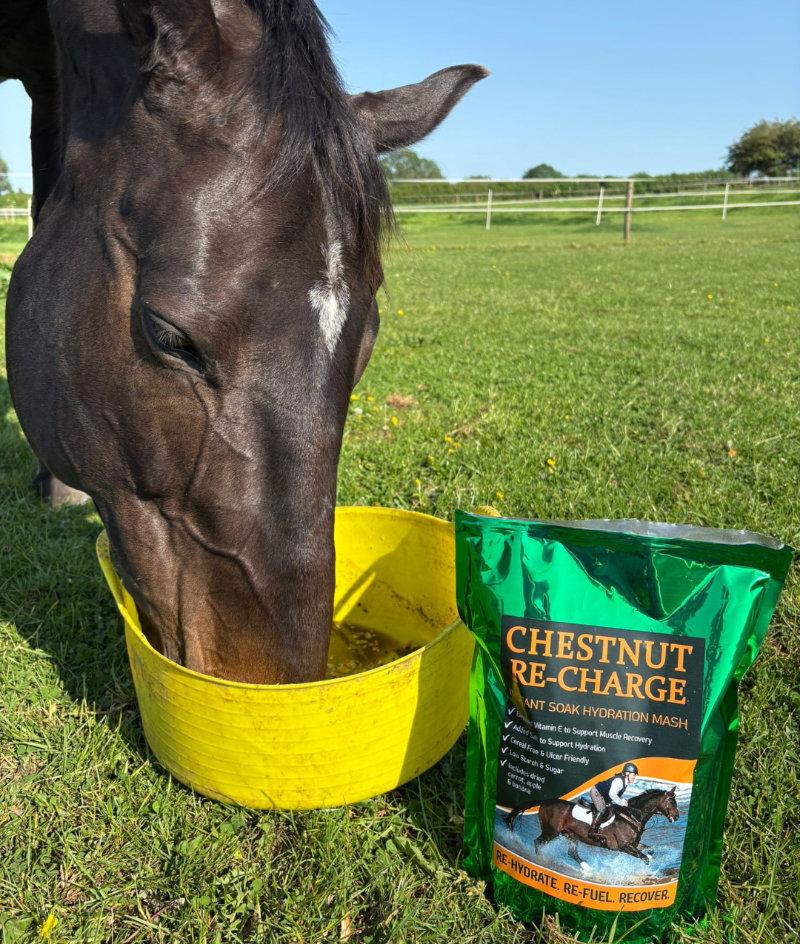 A happy horse eating Chestnut Re-Charge feed