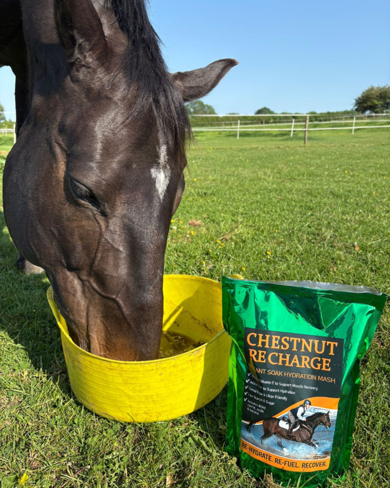 A happy horse eating Chestnut Recharge feed